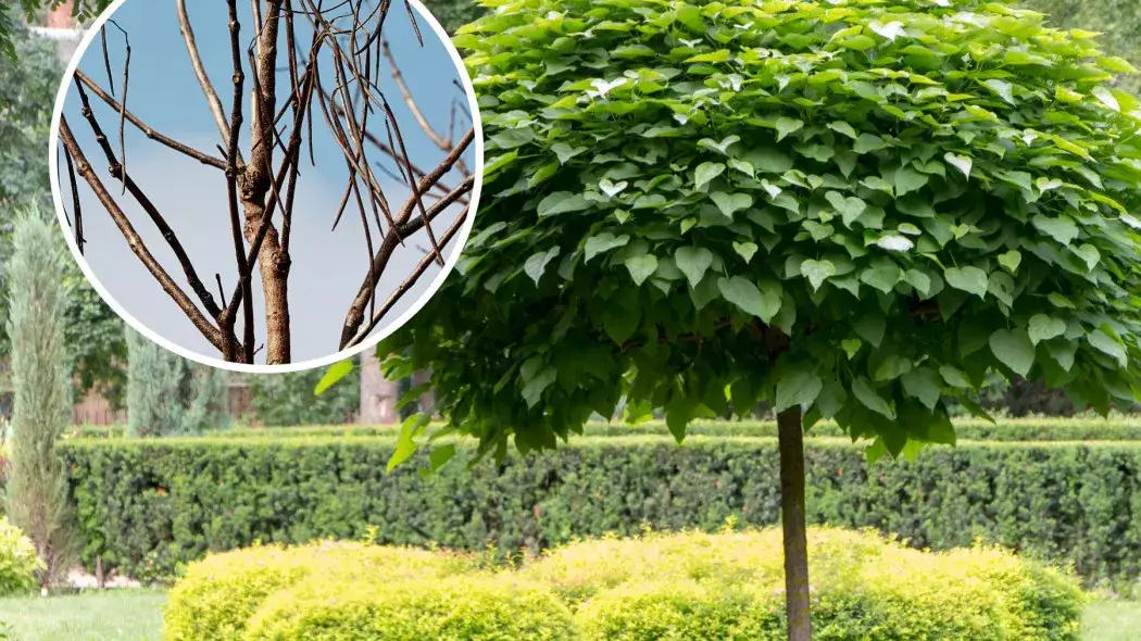 kalendarz przycinania katalpy