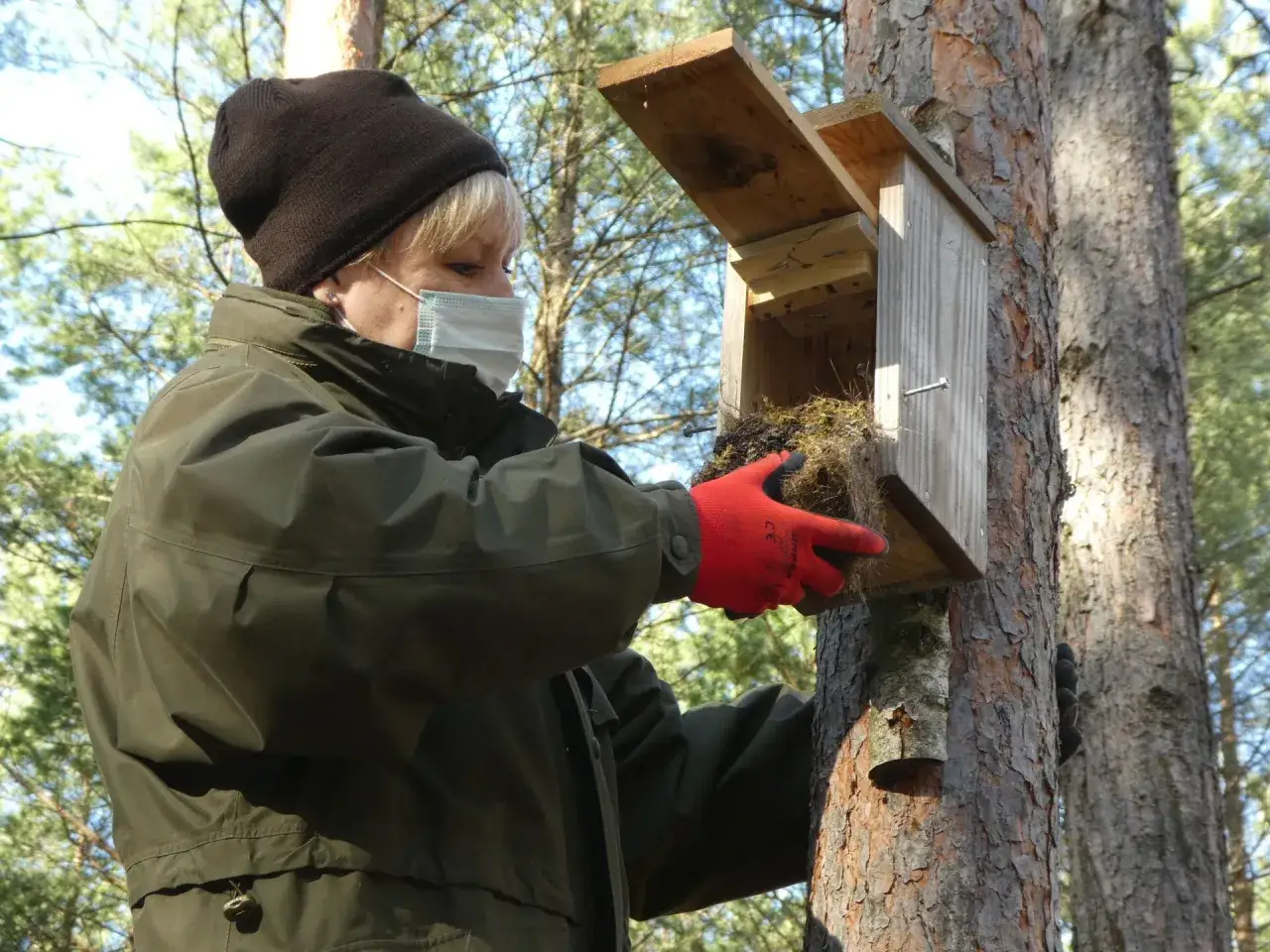 ptaki w budce lęgowej