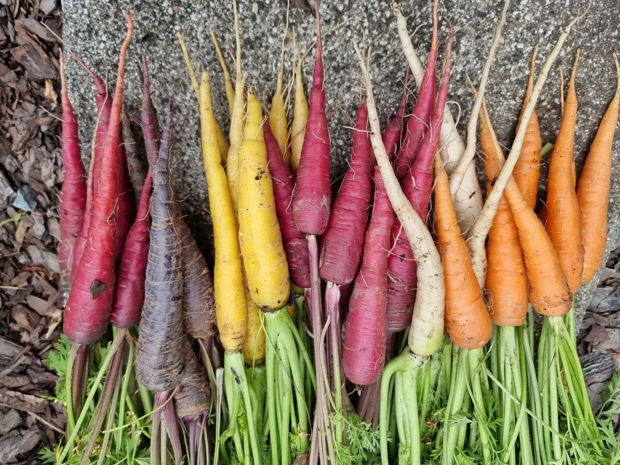 r&oacute;żne odmiany marchwi