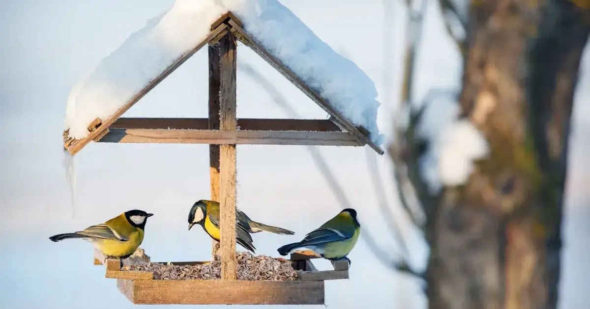 Zdjęcie Co jedzą ptaki zimą? Odkryj, jak je karmić, by przetrwały mrozy