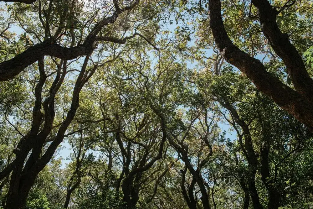 Zdjęcie Motywy przyrody w literaturze: ich rola i głębsze znaczenie