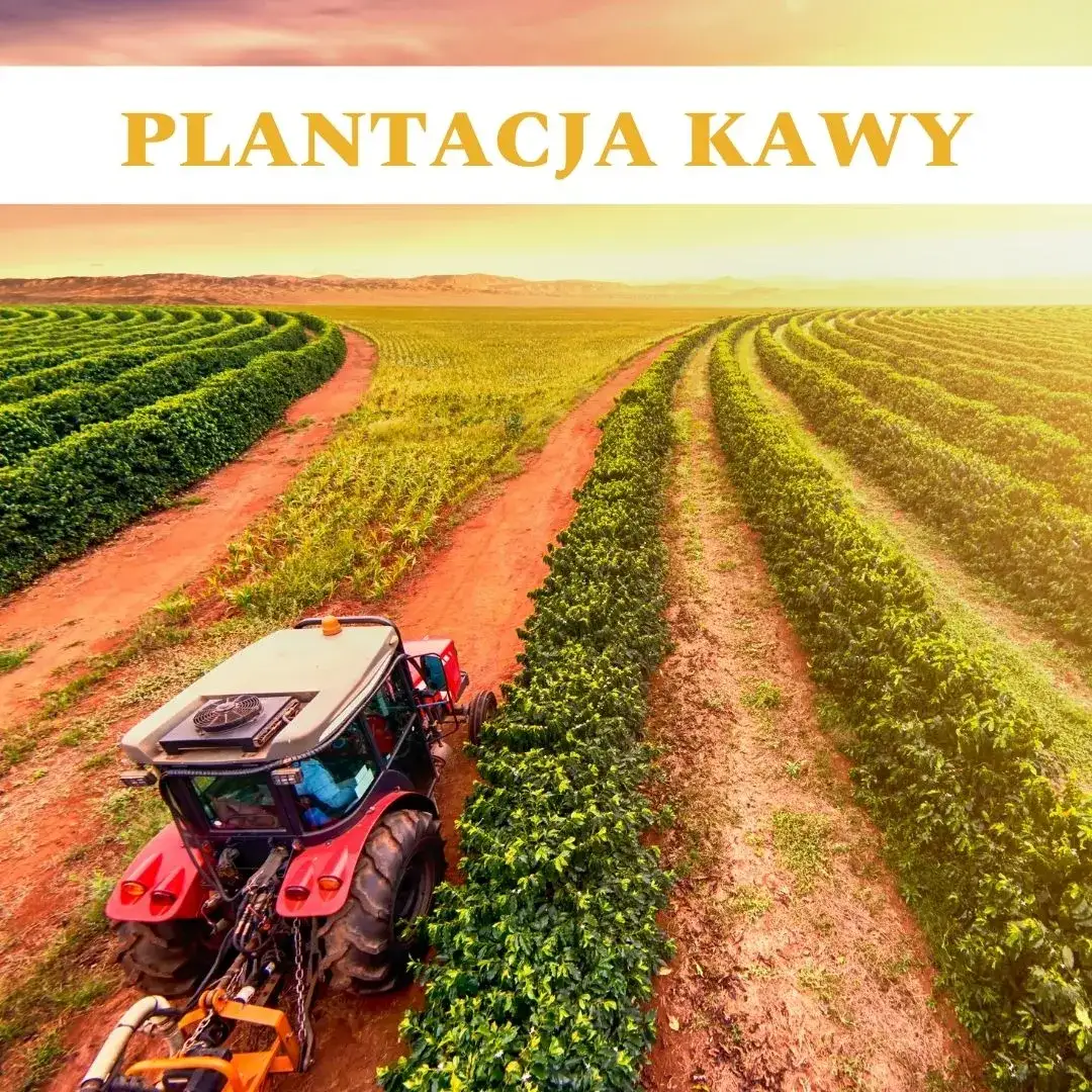 Zdjęcie Jak rośnie kawa? Odkryj sekrety wzrostu i uprawy kawowca