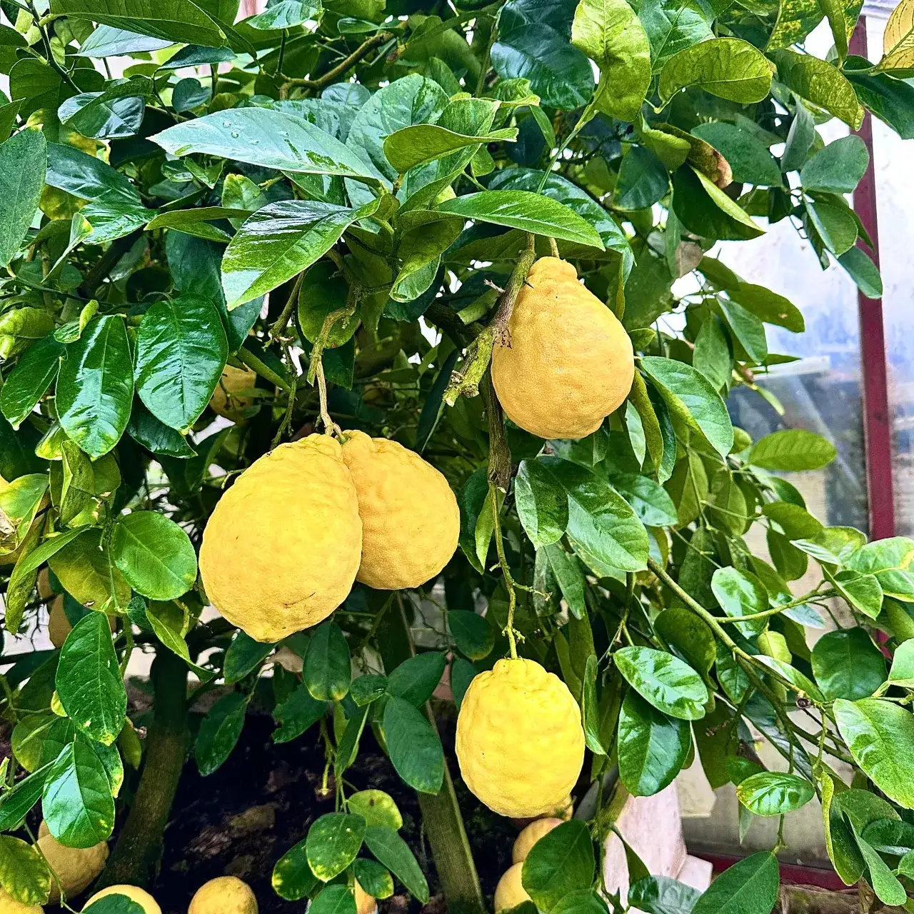 Zdjęcie Gdzie kupić cytrynę w doniczce? Sprawdzone miejsca i porady