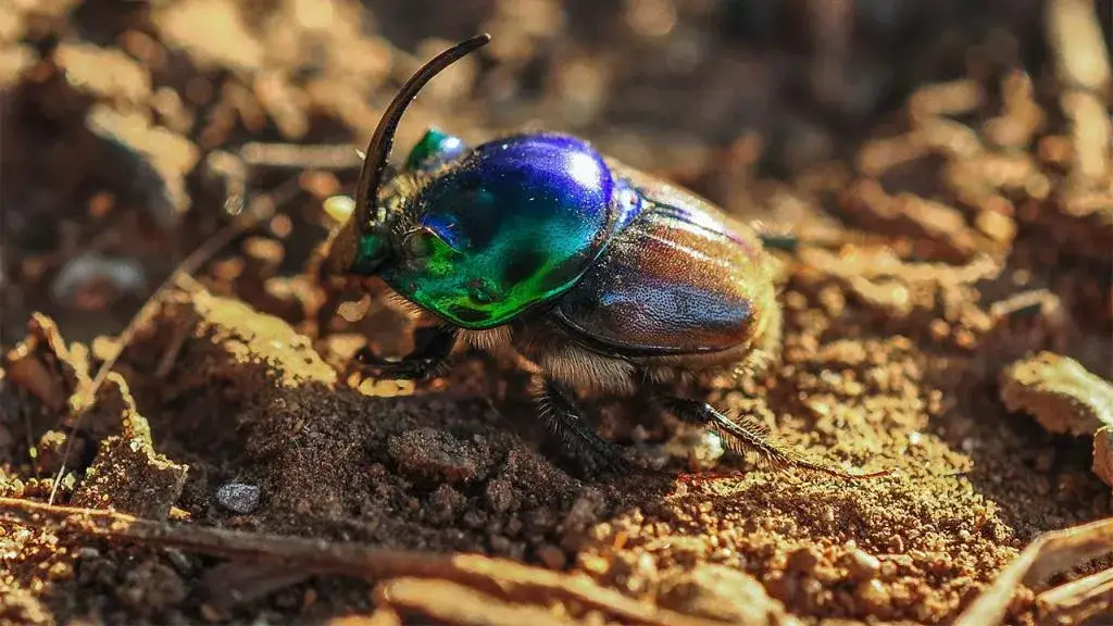 Zdjęcie Czy skarabeusz naprawdę przynosi szczęście? Poznaj jego tajemnice i symbolikę