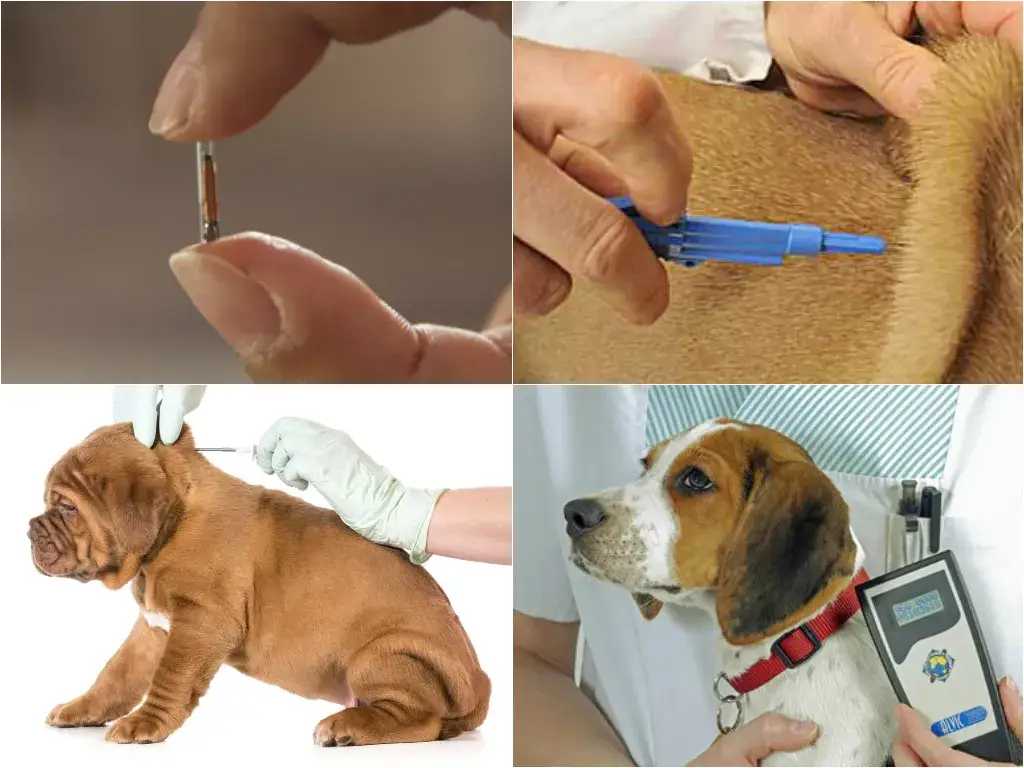 Zdjęcie Jak wygląda chip dla psa? Bezpieczny i niewidoczny sposób na identyfikację