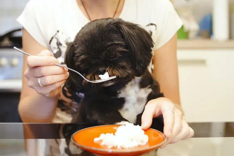 Zdjęcie Czy pies może jeść ryż? Sprawdź, co musisz wiedzieć o diecie psa