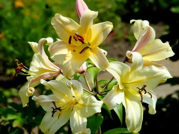 Zdjęcie Kiedy kwitną lilie ogrodowe? Odkryj tajemnice ich piękna i pielęgnacji