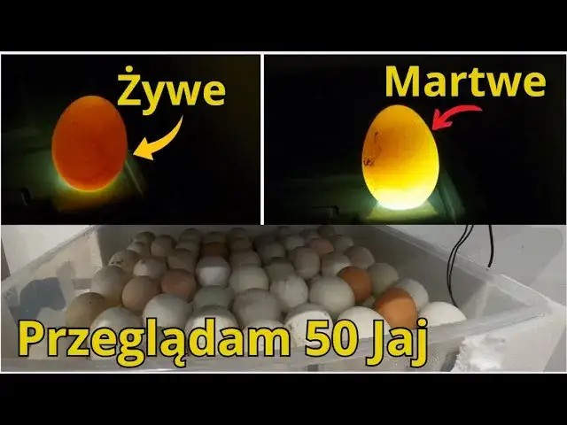 Zdjęcie Jak rozmnażają się kury - poznaj tajniki ich rozmnażania i inkubacji