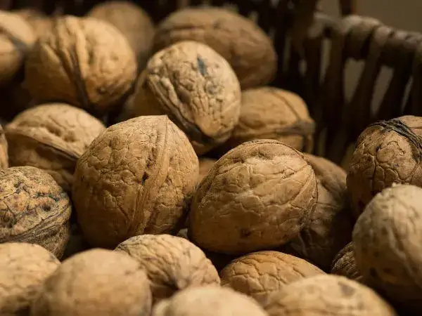 Zdjęcie Kiedy jest sezon na orzechy włoskie i jak nie przegapić zbiorów