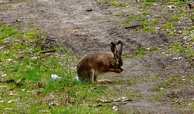 Zdjęcie Czym się żywią zające? Odkryj ich ulubione rośliny i nawyki