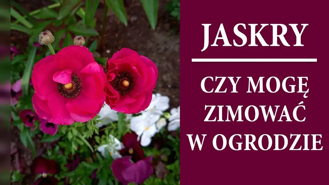 Zdjęcie Czy jaskier zimuje w gruncie? Poznaj sekrety pielęgnacji zimowej