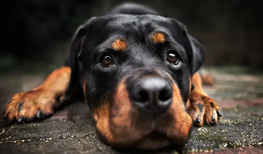 Zdjęcie Skuteczne sposoby, czym natłuścić skórę psa: 5 naturalnych rozwiązań