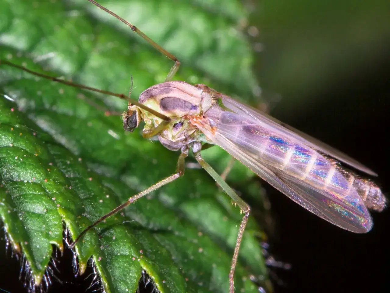 Zdjęcie Skuteczne sposoby na komary w ogrodzie, które naprawdę działają