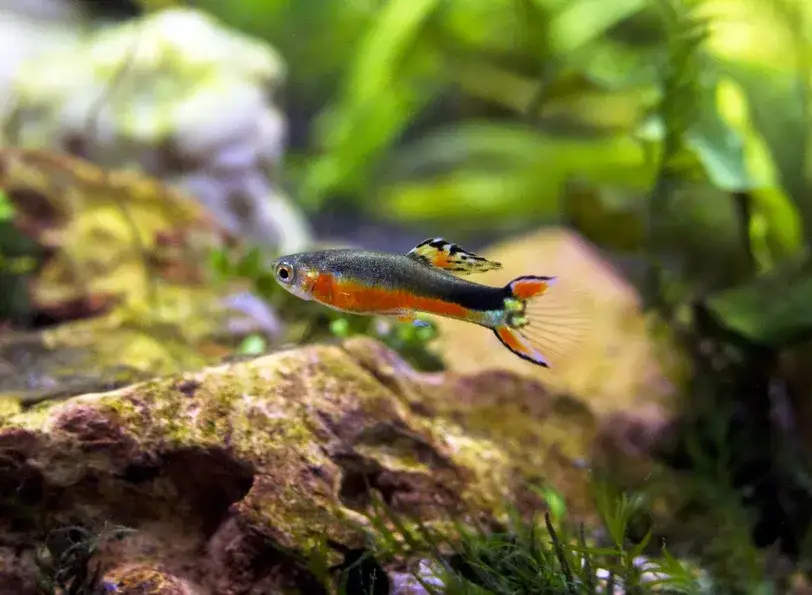 Zdjęcie Jakie rybki dla dziecka są najłatwiejsze w hodowli i bezpieczne?