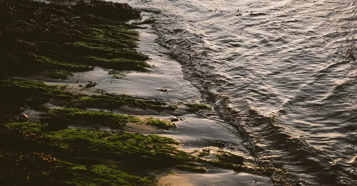 Zdjęcie La Mer – Tłumaczenie i analiza utworu: Co kryje się za jego słowami i muzyką?