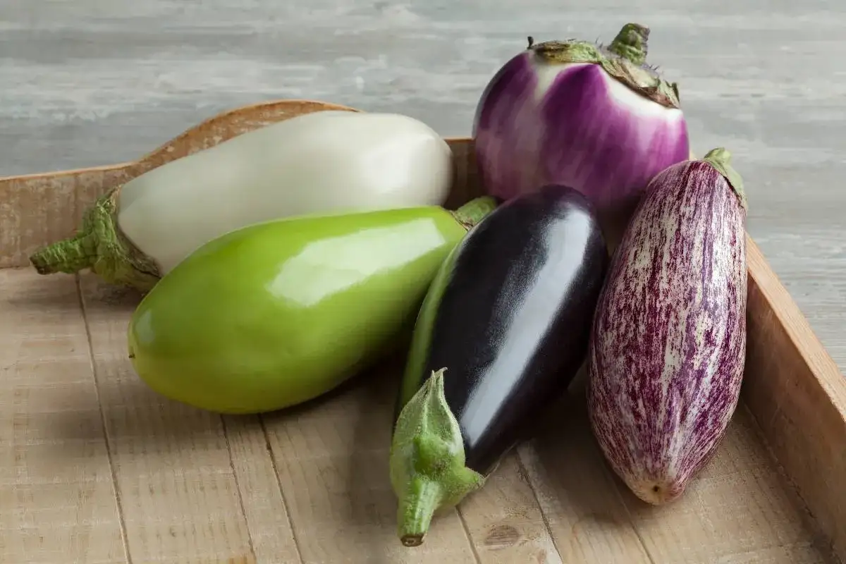 Différentes variétés d'aubergines