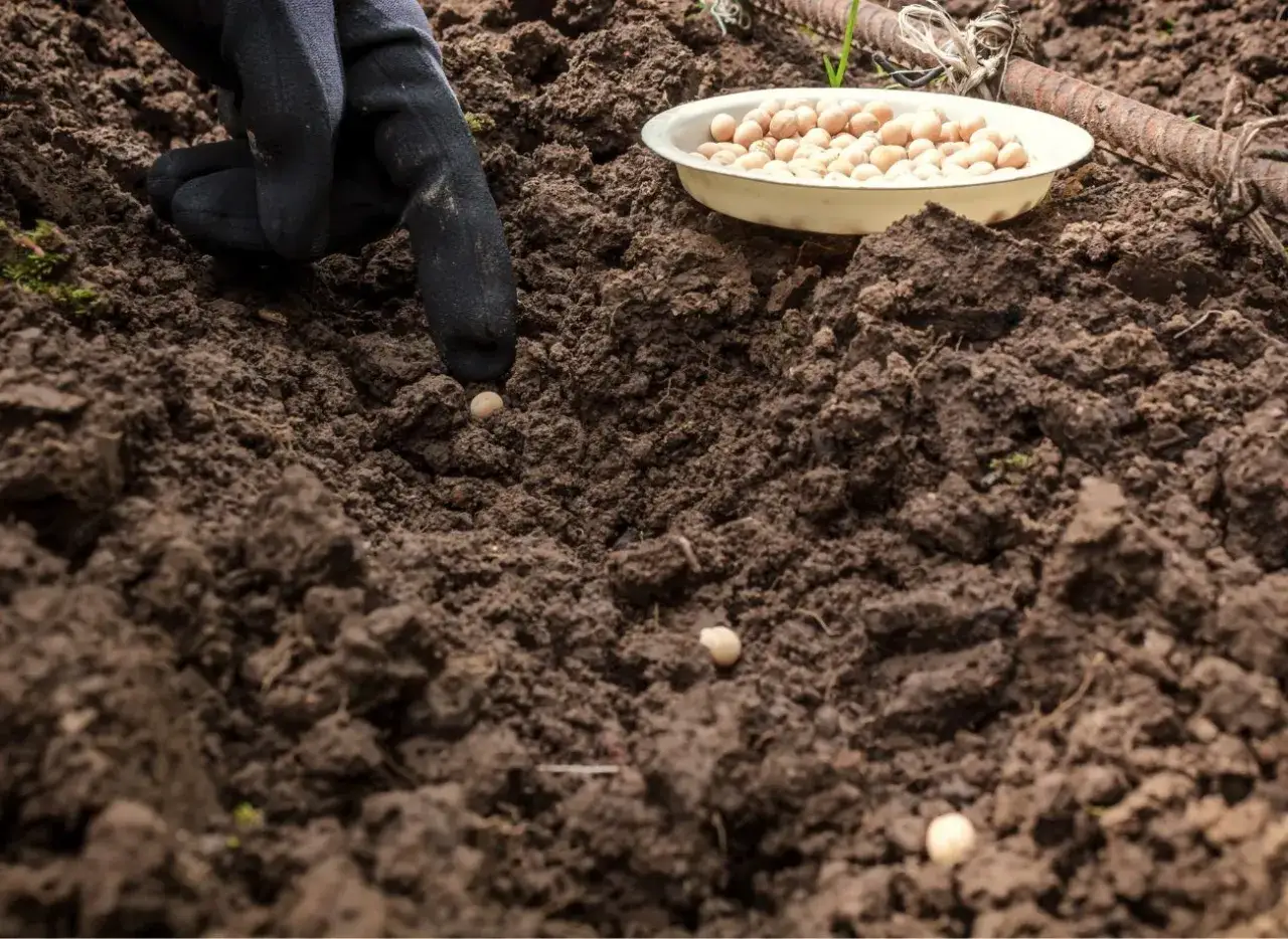 Zdjęcie Kiedy siać groch, aby uniknąć strat i uzyskać najlepsze plony?