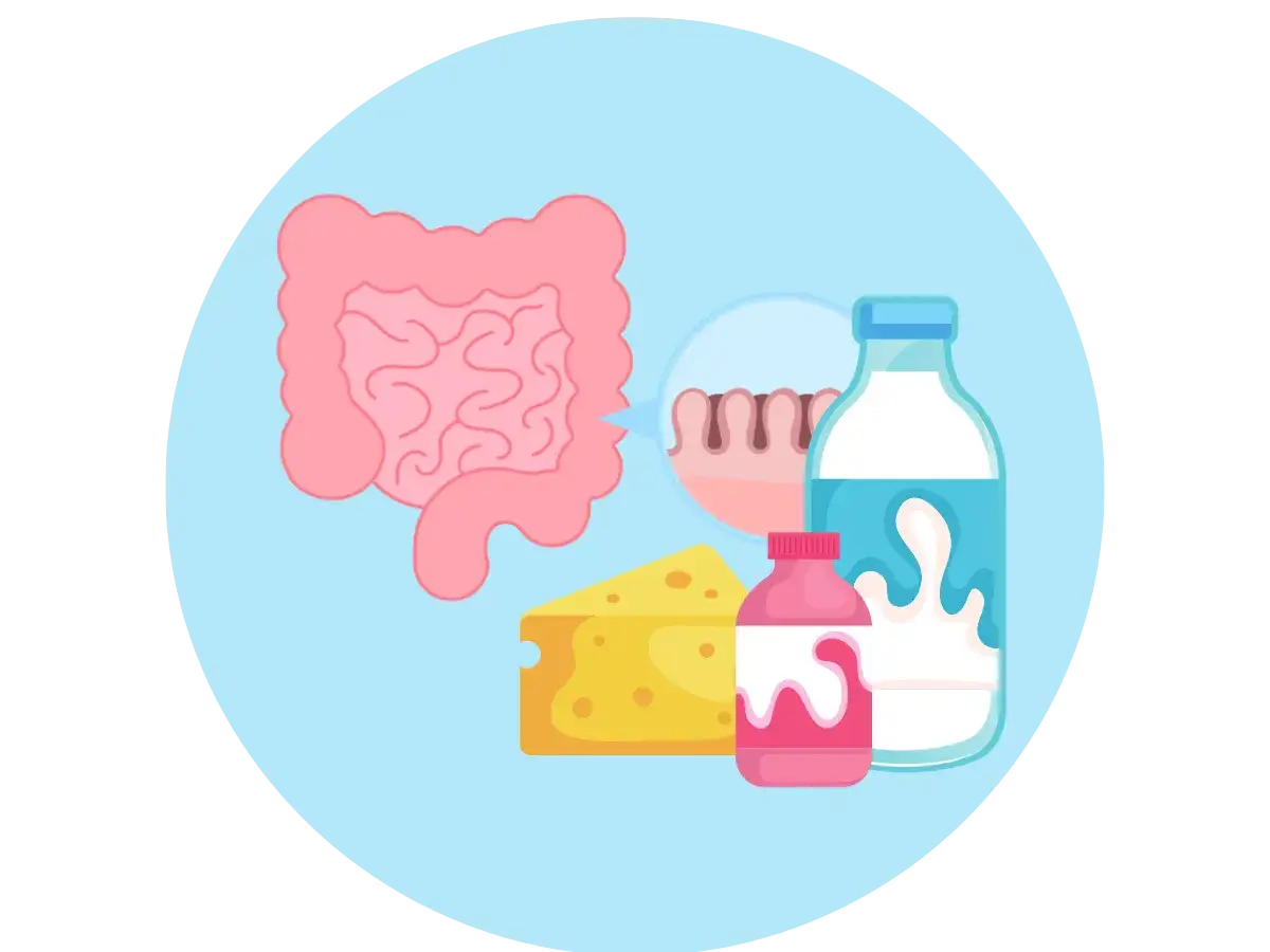 Grafika przedstawia jelita, ser, mleko i jogurt, sugerując pytanie: czy laktoza jest potrzebna?