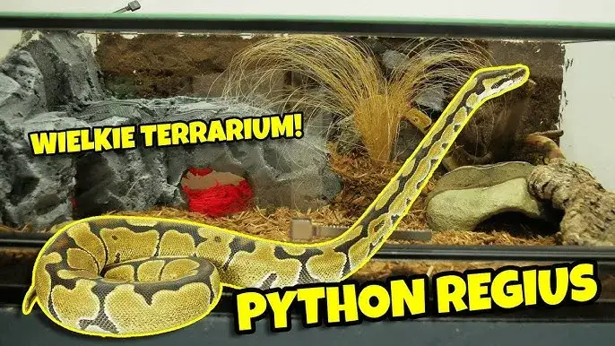Wąż zbożowy i pyton kr&oacute;lewski w terrarium