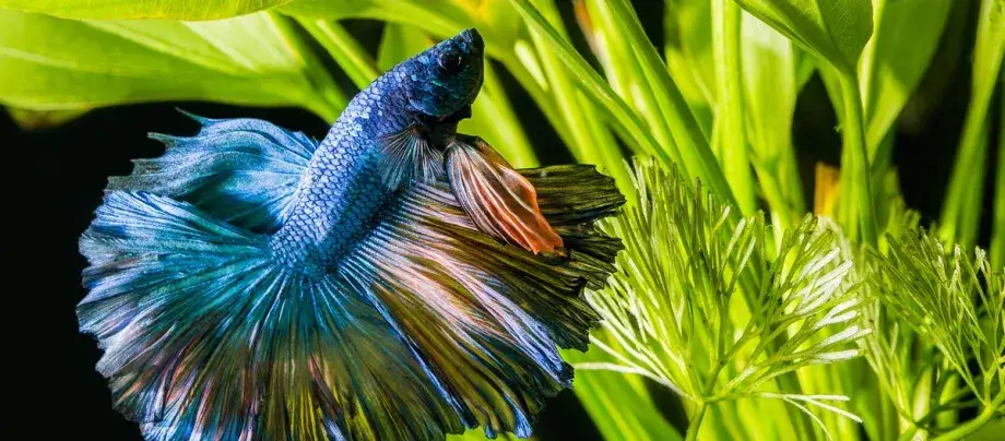 Bojownik syjamski w odpowiednim akwarium