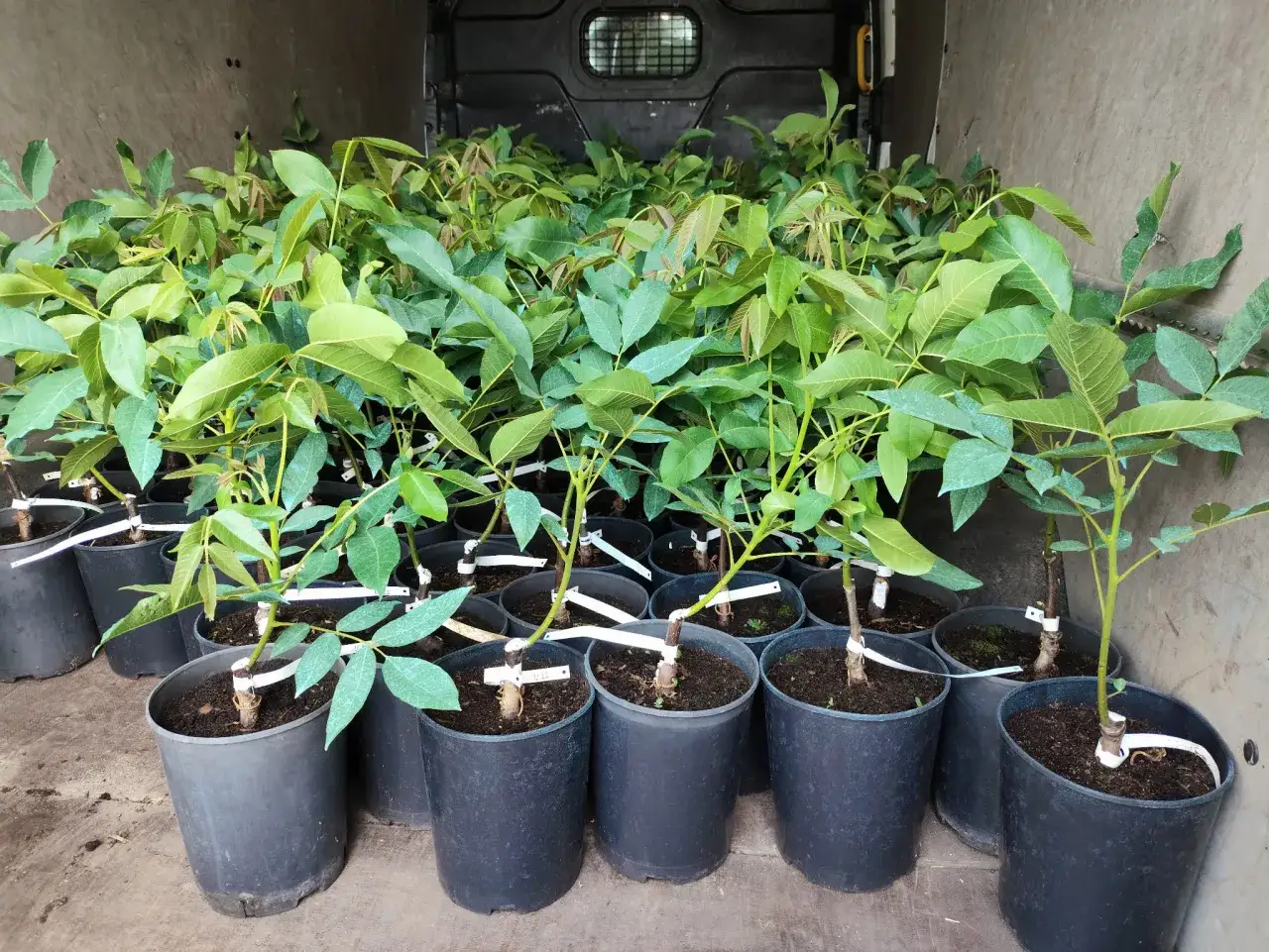 Mnóstwo młodych drzewek orzech włoski w doniczkach, gotowych do posadzenia.