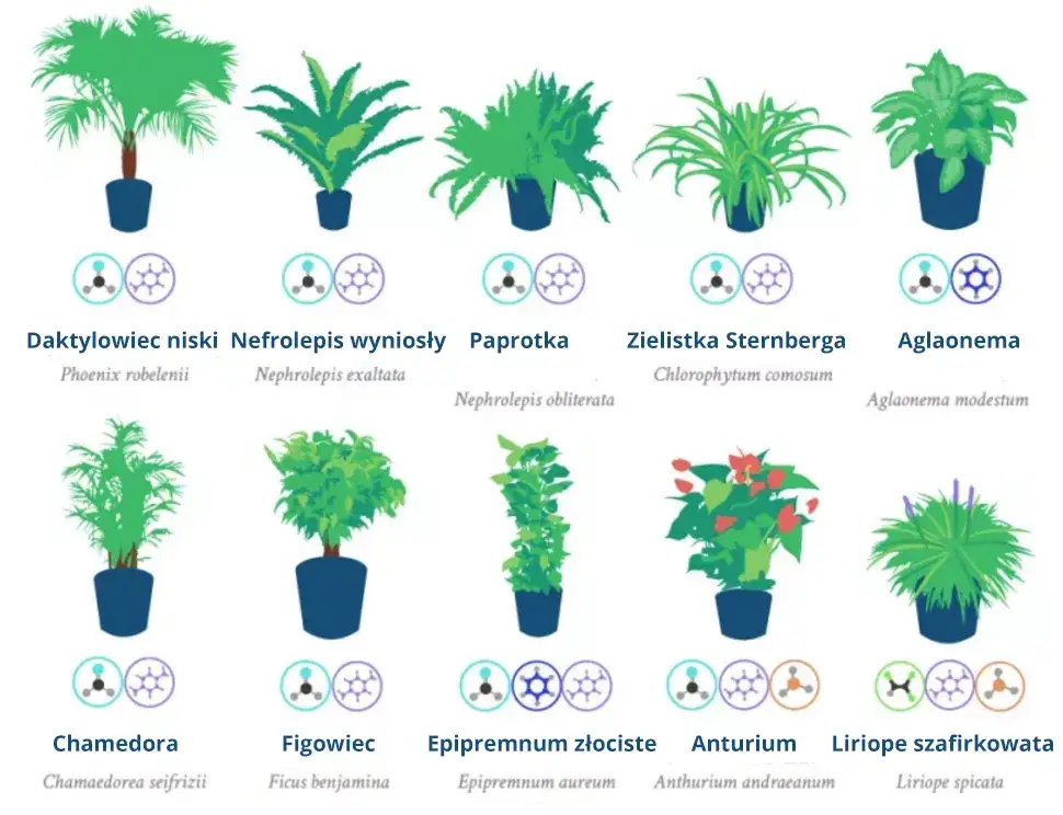 Rośliny oczyszczające powietrze do sypialni infografika