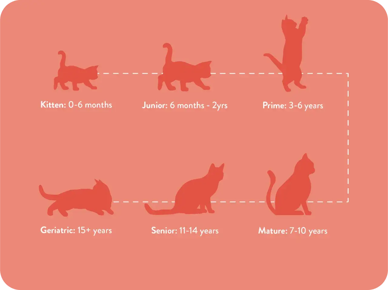 Sylwetki kot&oacute;w od kociaka do seniora, pokazujące etapy życia, kiedy kot jest dorosły.