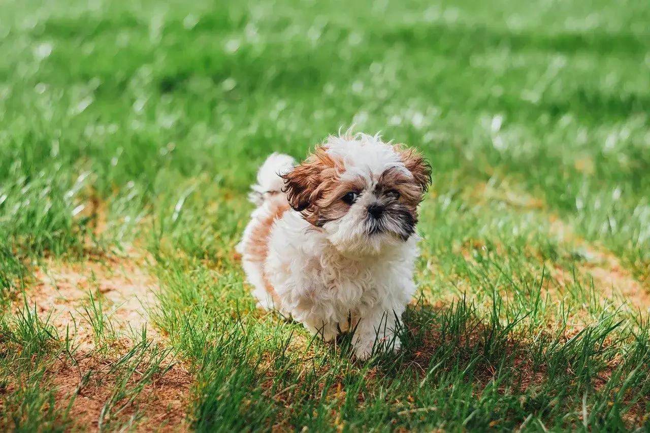 Uroczy szczeniak shih tzu na zielonej trawie. Wskaz&oacute;wki, jak wychować szczeniaka tej rasy, pomogą Ci cieszyć się jego towarzystwem.