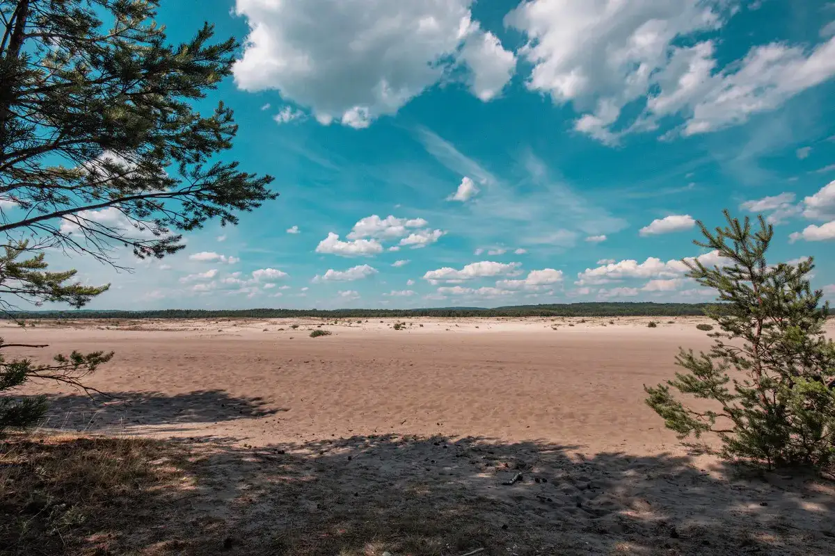 Rozległa pustynia błędowska pod błękitnym niebem z chmurami. Na pierwszym planie cień drzew i pojedyncze sosny.