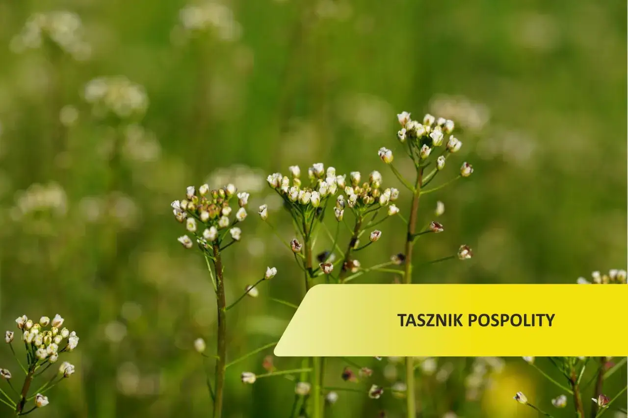 Zdjęcie Pospolity chwast: jak ich unikać i rozpoznać w uprawach