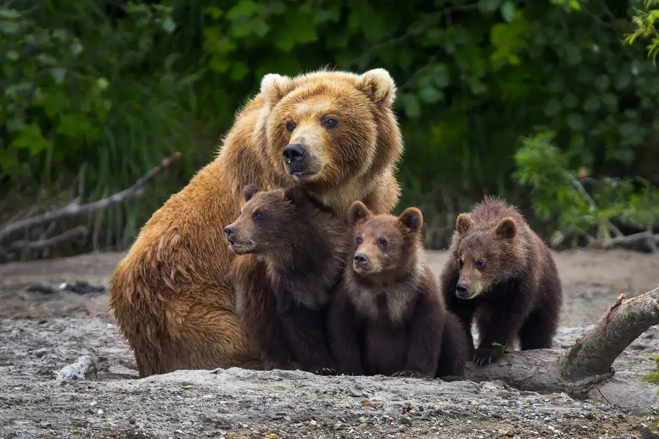 Rodzina niedźwiedzi brunatnych, jednych z wielu zwierząt żyjących w g&oacute;rach. Matka czuwa nad tr&oacute;jką swoich ciekawskich młodych.