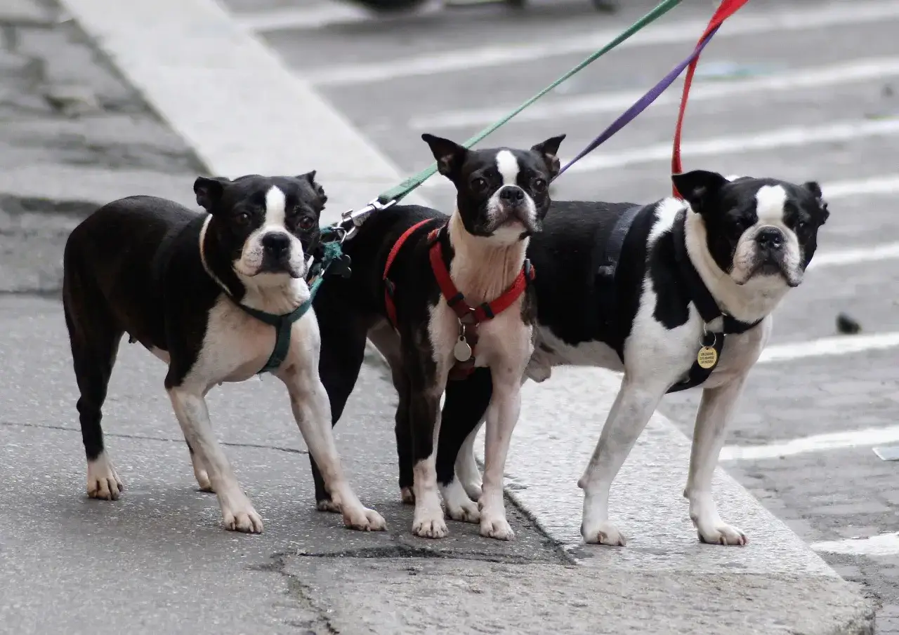 Trzy boston terriery na smyczach. Czy pies musi być na smyczy? Te psy pokazują, że tak, dla bezpieczeństwa.