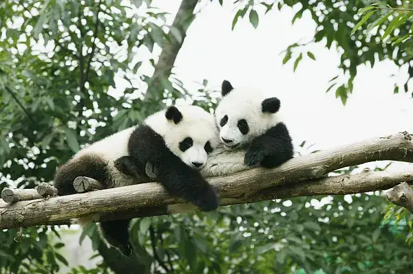 Panda wielka w naturalnym środowisku