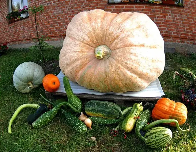 Zdjęcie Sezon na dynie do kiedy trwa? Sprawdź, by nie przegapić!