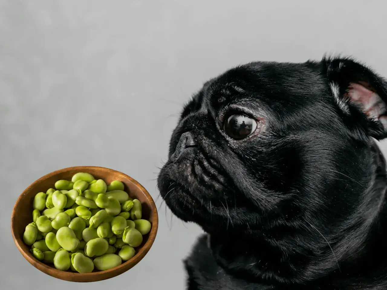 Czarny mops z zaciekawieniem patrzy na miseczkę fasoli jaś. Czy pies może jeść fasolę jaś?