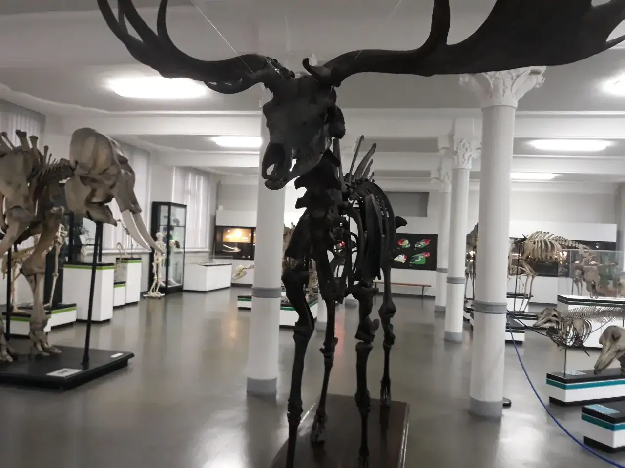 Szkielet łosia z ogromnym porożem w muzeum historii naturalnej Wrocław. W tle szkielet słonia i inne eksponaty.
