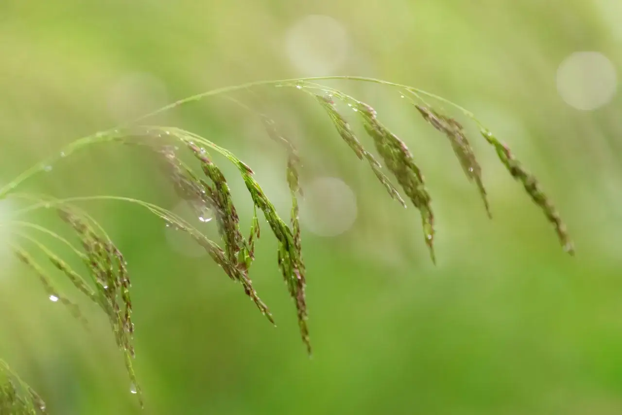 Kłosy trawy, z kroplami rosy, zwisają na zielonym tle. Ten pospolity chwast zbożowy jest pięknym elementem natury.