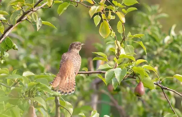 kukułka pospolita (cuculus canorus) siedząca na gałęzi