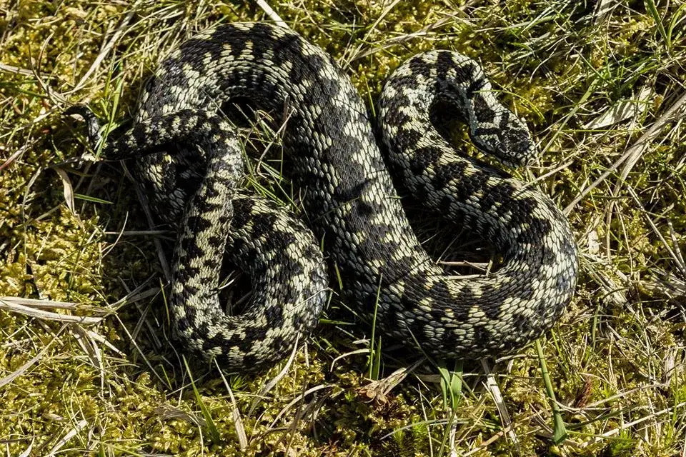 żmija zygzakowata wygląd