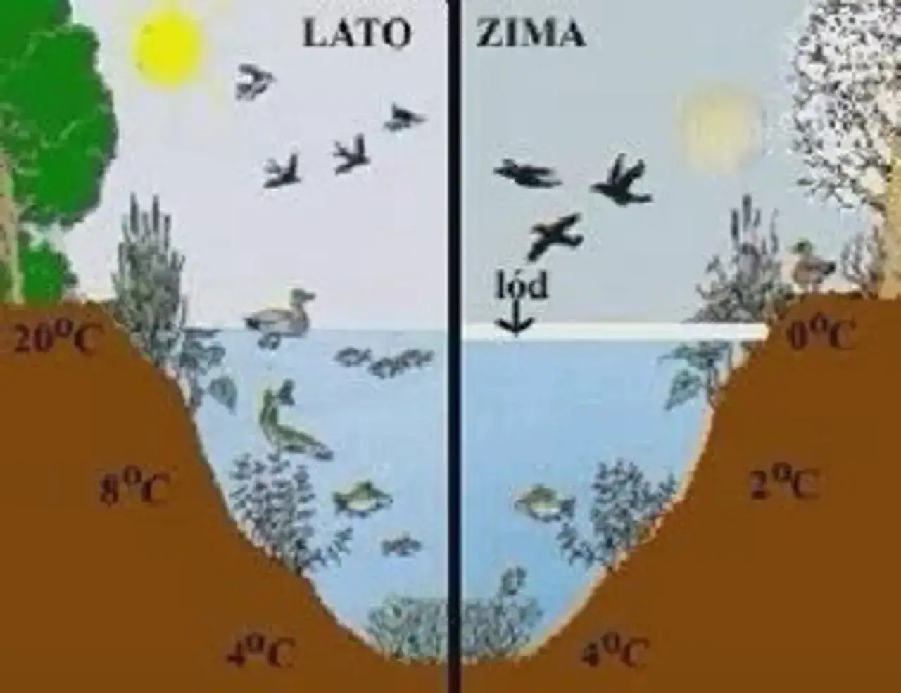 Anomalna rozszerzalność wody wykres gęstości od temperatury
