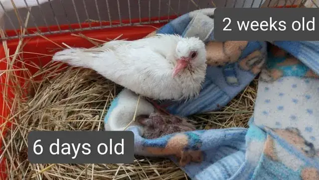 Młody gołąb pisklę i podlot por&oacute;wnanie