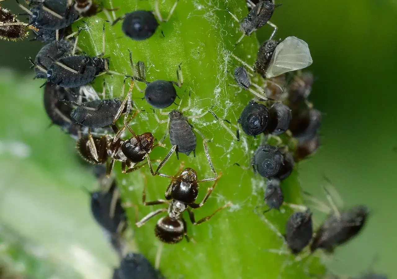 Mrówki chronią mszyce, które są szkodnikami roślin. Potrzebny jest skuteczny środek na mszyce, by pozbyć się tego problemu.