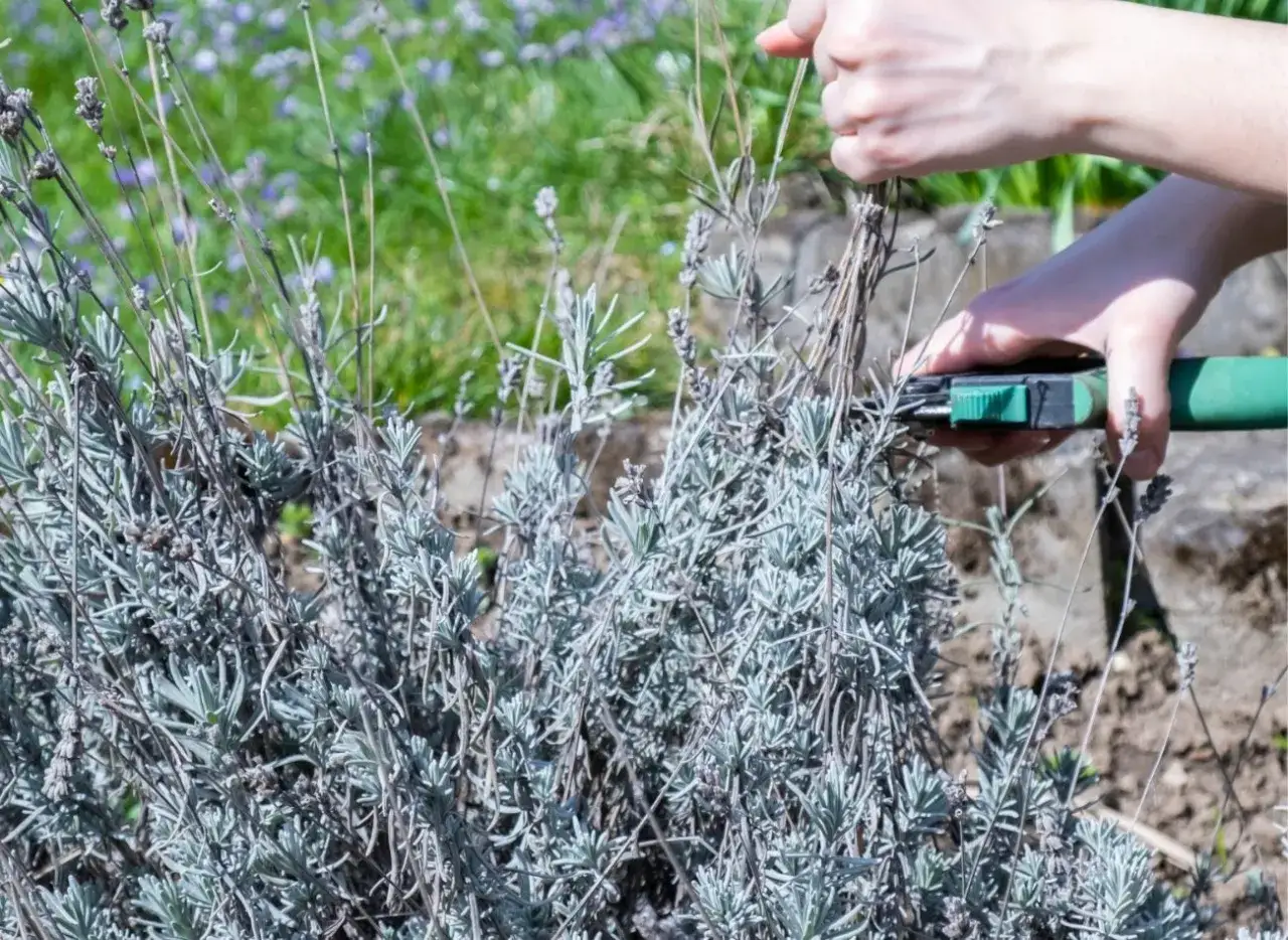 stara zdrewniała lawenda przed odmłodzeniem