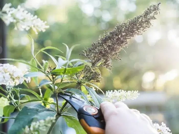 budleja po zimie przed przycinaniem