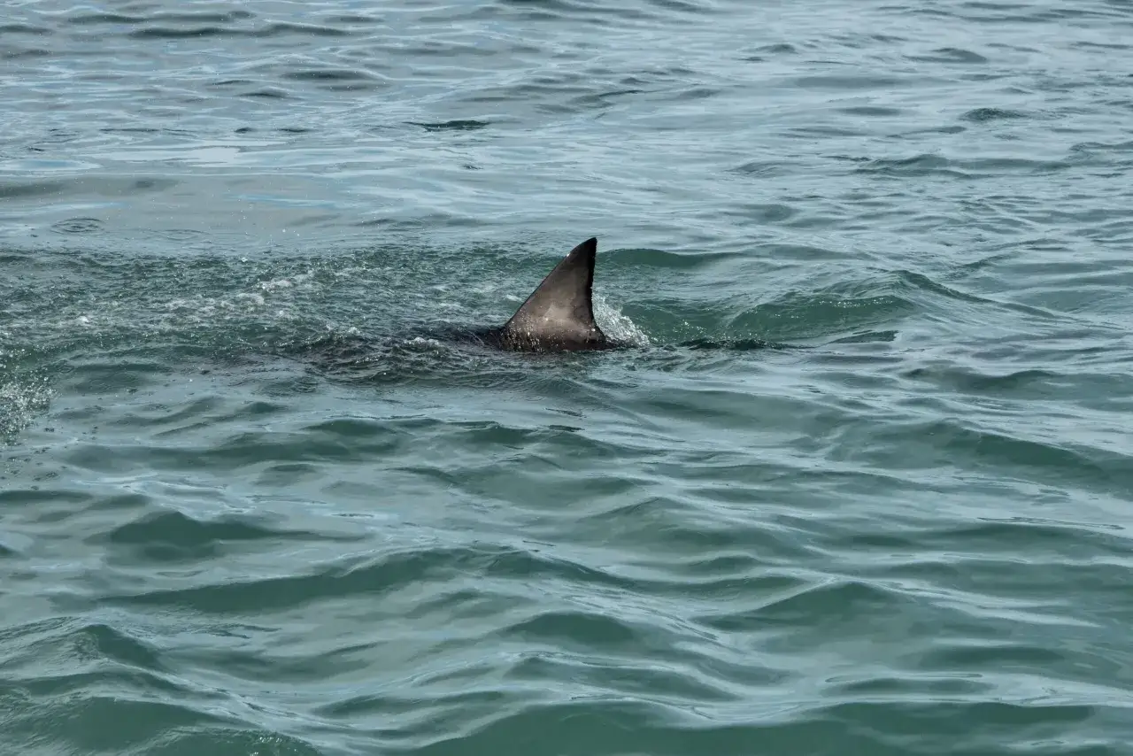 Płetwa rekina wystaje ponad wzburzone wody Bałtyku. Czy w morzu bałtyckim są rekiny? Tak, choć rzadko.