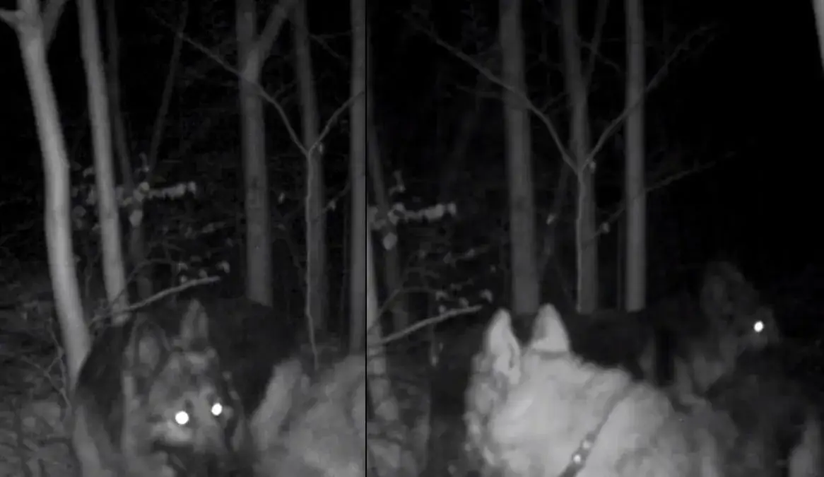 mroczny wilkołak w lesie w nocy