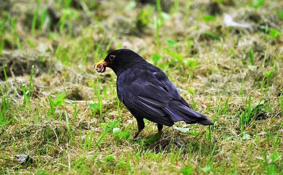 Zdjęcie Kos czym się żywi? Zaskakujące fakty o diecie kosa przez cały rok