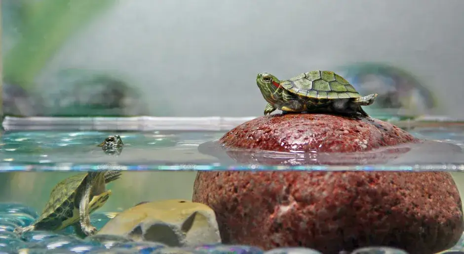 żółw lądowy i wodny porównanie