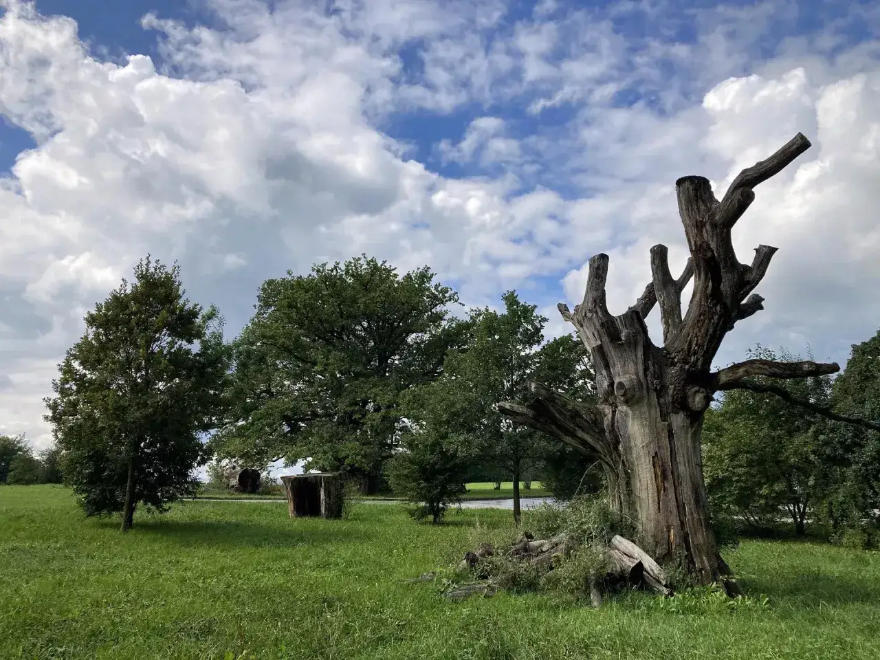 Wycinka drzew na działce rolnej. Stary, spróchniały pień drzewa na tle zielonej łąki i błękitnego nieba z chmurami.