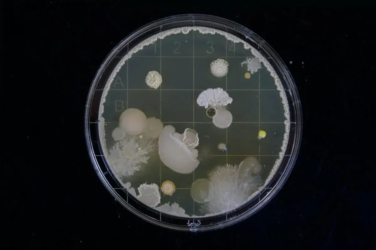 Szalka Petriego z koloniami bakterii, przypominająca odkrycie, jak wynaleziono penicylinę.